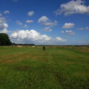 The Hilvarenbeek recordings